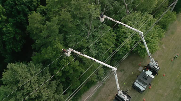 Best Tree Trimming and Pruning  in South Haven, MI