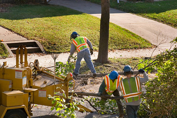 Best Lawn Renovation and Restoration  in South Haven, MI