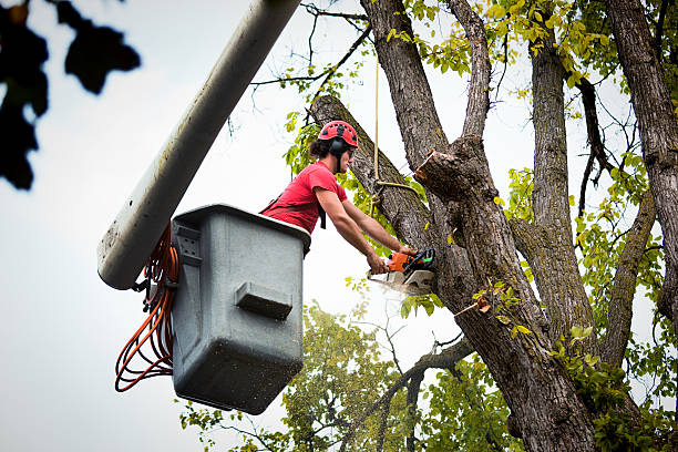 Reliable South Haven, MI  Tree Services Solutions